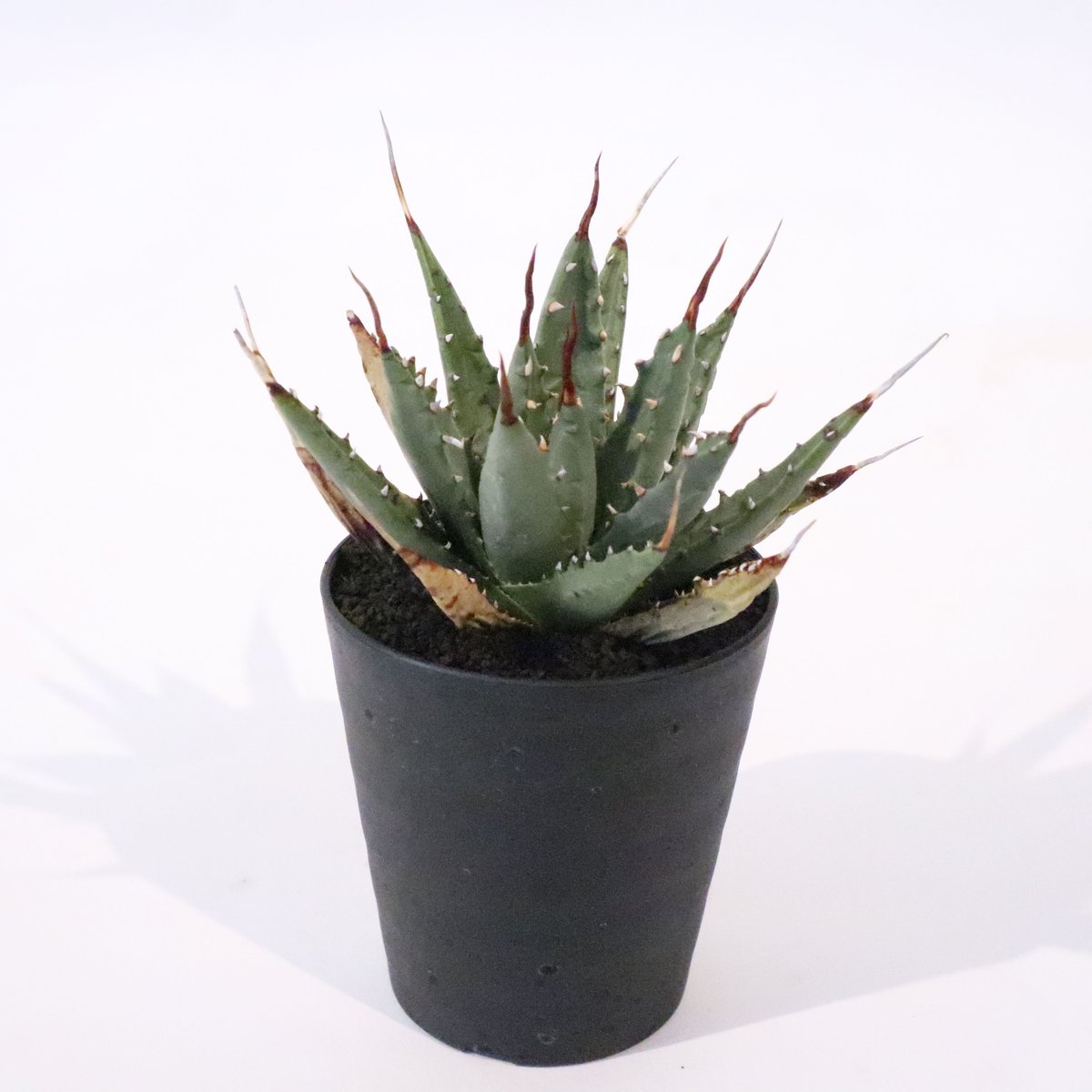 アガベ ユタエンシス アガベ ユタエンシス ネバデンシス no.4 | mana's farm:塊根植物