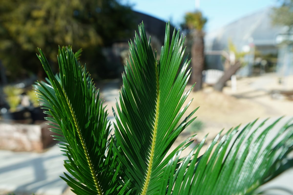 く*ろ様 ソテツ ソテツ(蘇鉄) 日本の暖かい地域で、庭木として、植えられる 観葉
