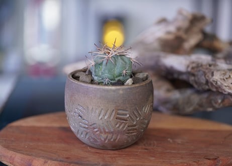 Echinocactus horizonthalonius