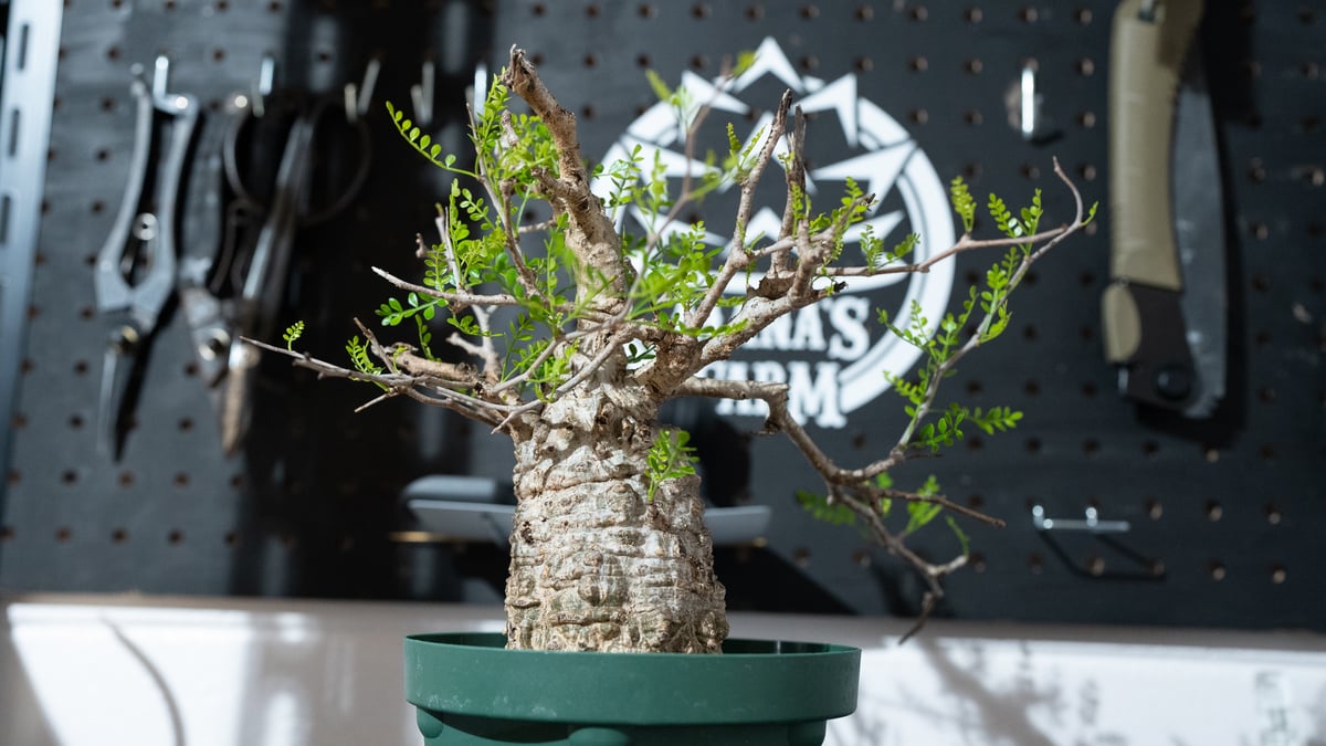 販売中No.1パキプスの2か月前の写真 | mana's farm:塊根植物