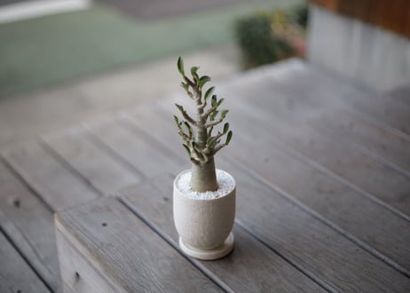 アデニウム　Adenium