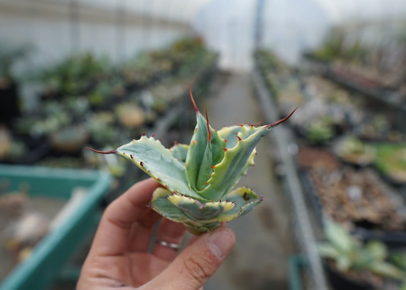 抜き苗】アガベ 怒雷神錦 Agave potatorum verschaffeltii |