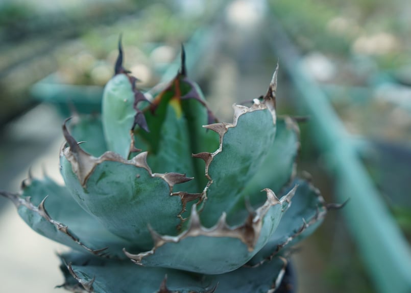 アガベ チタノタ ブラックアンドブルー Agave titanota black and
