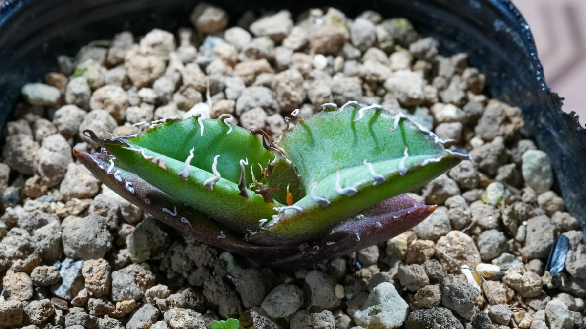 アガベ オテロイ 沖縄実生 | mana's green:塊根植物販売|マナズ アガベ オテロイ 沖縄実生 | mana's green:塊根植物販売|マナズ