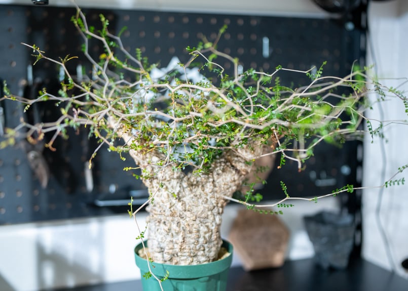 オペルクリカリア パキプス | mana's farm:塊根植物・アガベ・ドライ