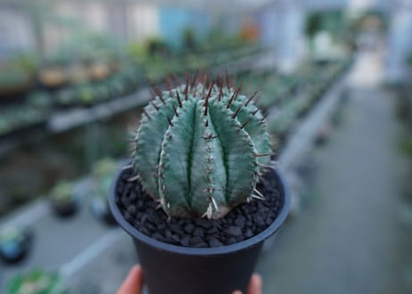 ユーフォルビア　ホリダ　Euphorbia horrida  No.2
