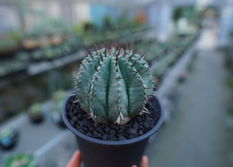 ユーフォルビア ホリダ Euphorbia horrida No.2 | mana's fa