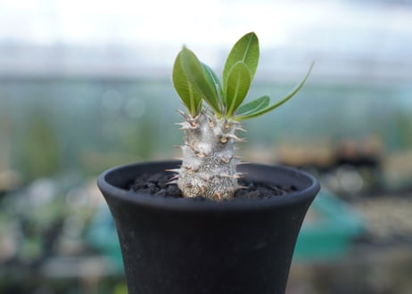 パキポディウム　ロスラツム　Pachypodium rosulatum