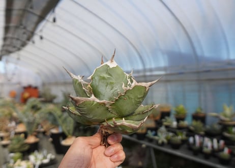 agave titanota chocolate kiss