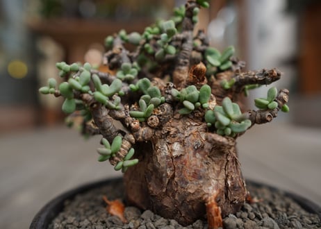 ケラリア  ピグマエア   Ceraria pygmaea