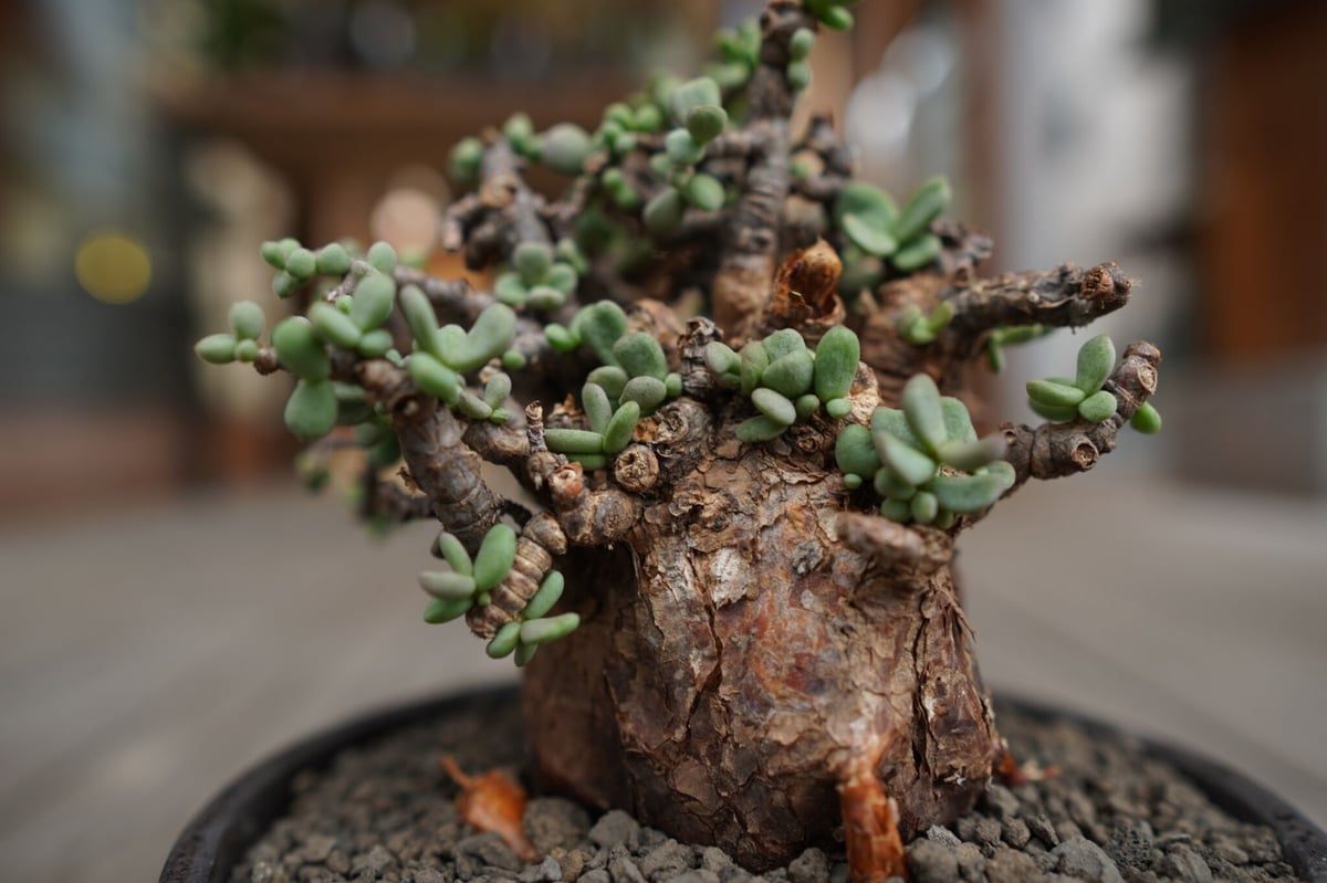 ケラリア ピグマエア Ceraria pygmaea | mana's green:塊根 ケラリア ピグマエア Ceraria pygmaea | mana's green:塊根