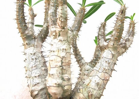 パキポディウム ロスラーツム　 Pachypodium rosulatum