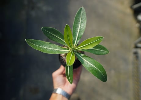 パキポディウム ホロンベンセ　Pachypodium　 horombense