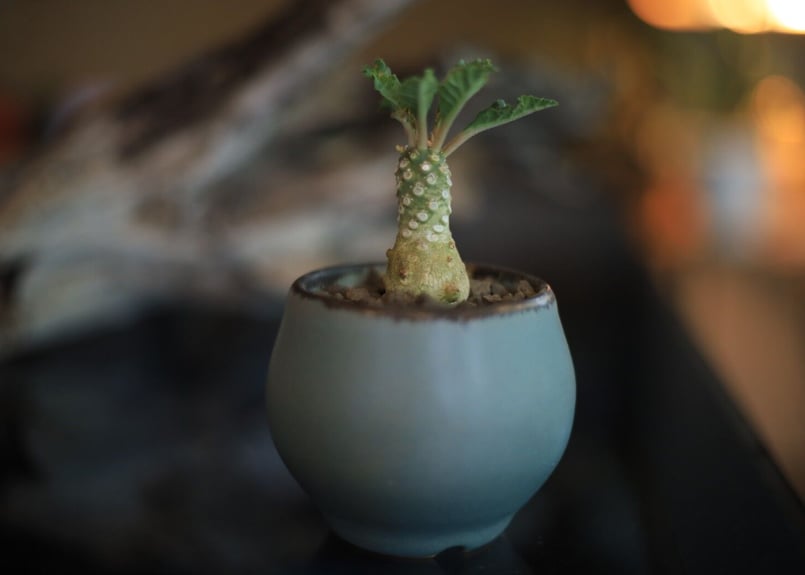 ドルステニア ラブラニー Dorstenia lavrani | mana's farm:塊根