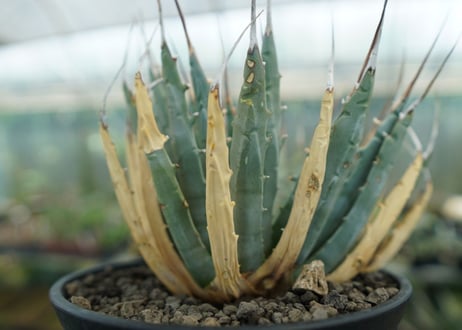 アガベ　ユタエンシス　Agave uthaensis　No.7