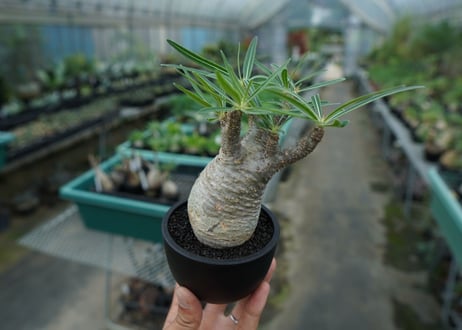 【発根管理中】パキポディウム　グラキリス　 Pachypodium Gracilius  No.2