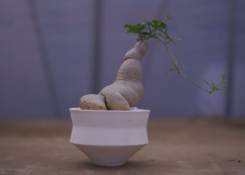 ケドロスティス アフリカーナ isla del pescado - Kedrostis africana-ケドロスティス・アフリカーナ