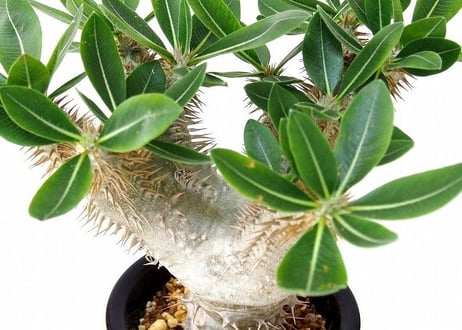 パキポディウム デンシカウレ 恵比寿大黒　Pachypodium densicaule