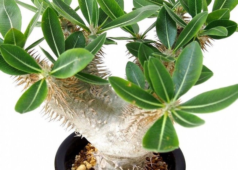 パキポディウム デンシカウレ 恵比寿大黒 Pachypodium densicaule | m