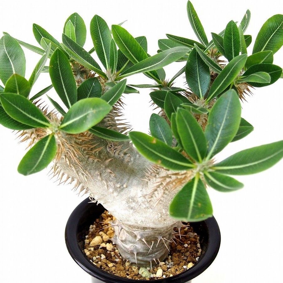 パキポディウム デンシカウレ 恵比寿大黒 Pachypodium densicaule | m