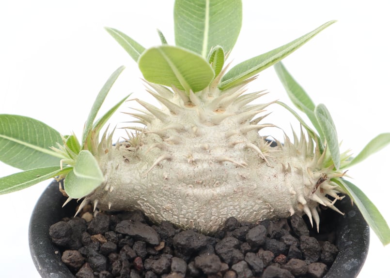 パキポディウム エブレネウム 実生 №7 | mana's farm:塊根植物