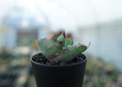 アガベ　チタノタ　 ブラックアンドブルー 　Agave titanota black and blue　No.2