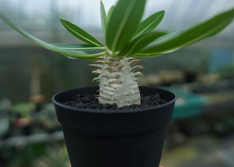 パキポディウム　恵比寿大黒　Pachypodium Densicaule　No.2