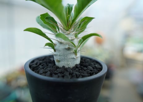 パキポディウム　サンデルシー　Pachypodeium saundersii  No.1