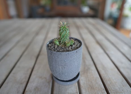 鉄甲瑠璃晃　( bupleurifolia)​×( susannnae)