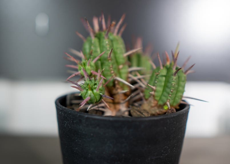 ユーフォルビア フェロックス | mana's farm:塊根植物・アガベ・ドライ