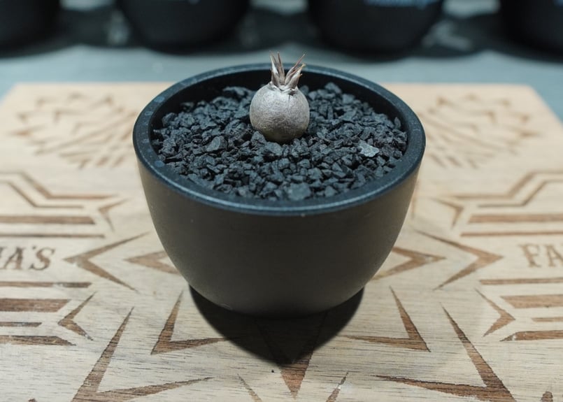 マカイエンセ塊根植物 黒鉢 パキポディウム マカイエンセ 沖縄実生 No.1 | mana's farm:塊根植物