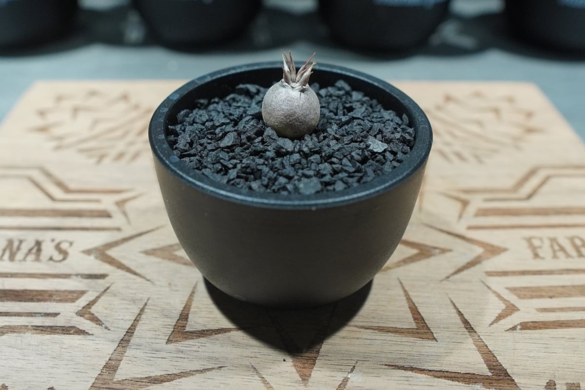 パキポディウム マカイエンセ 沖縄実生 No.1 | mana's farm:塊根