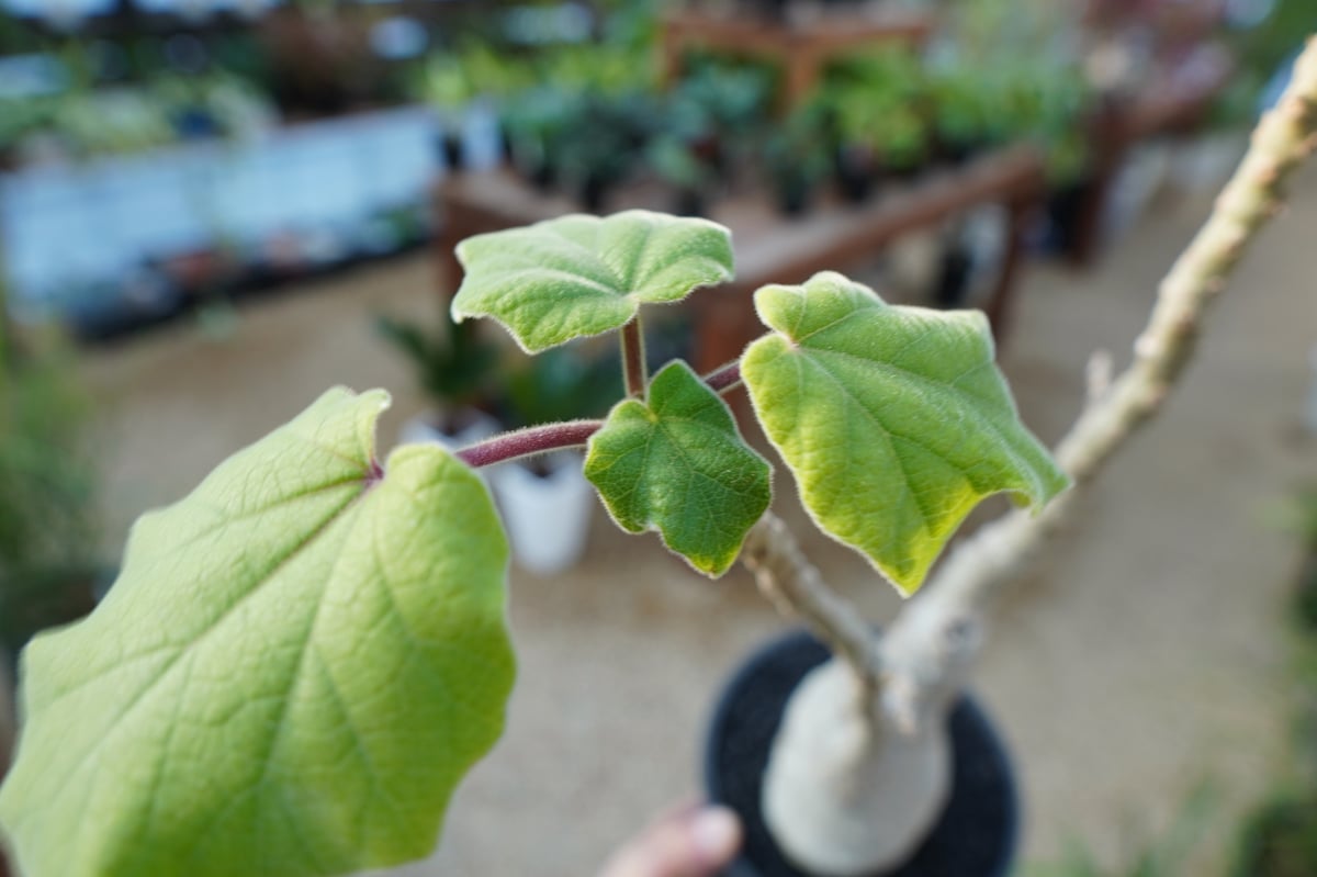 ウンカリーナ グランディディエリ | mana's farm:塊根植物・アガベ