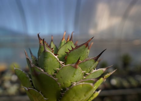 agave titanota 剣竜　No.12