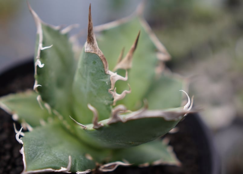 agave titanota 白鯨 | mana's farm:塊根植物・アガベ・ドライガーデ