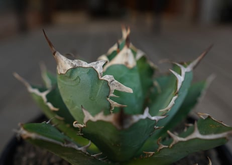 アガベ　チタノタ　Agave titanota