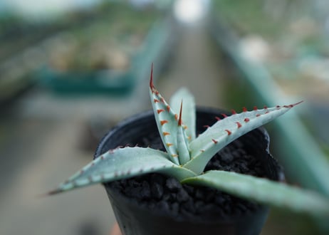 アガベ　屈原の舞扇 Agave 'Kutsugen no Maiougi'   No.4