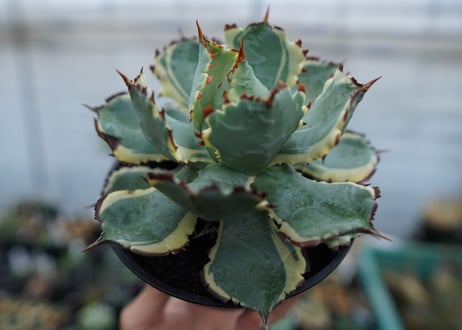 アガベ　兜蟹錦　連棘　Agave isthmensis “Kabutogani” variegata