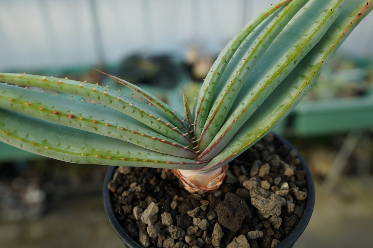 アロエ スプラフォリアータ Aloe suprafoliata | mana's farm:塊