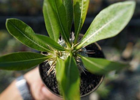 パキポディウム　恵比寿大黒　Pachypodium Densicaule
