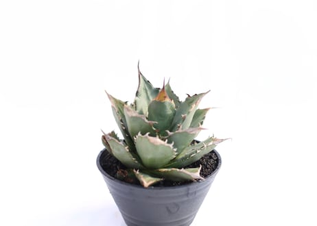 Agave titanota FO-76  compacta  no.４