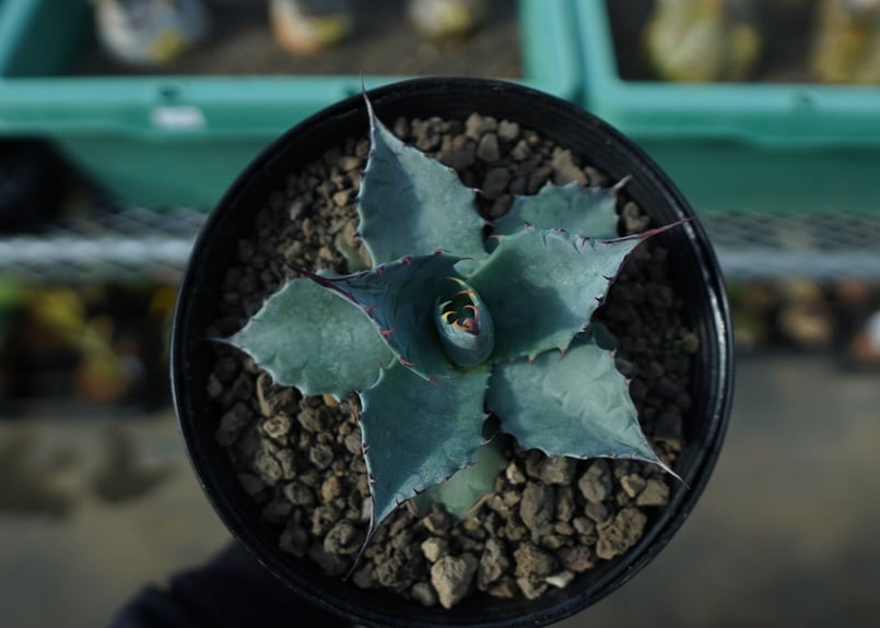 アガベ パラサナ ”トライアンファント” agave parrasana