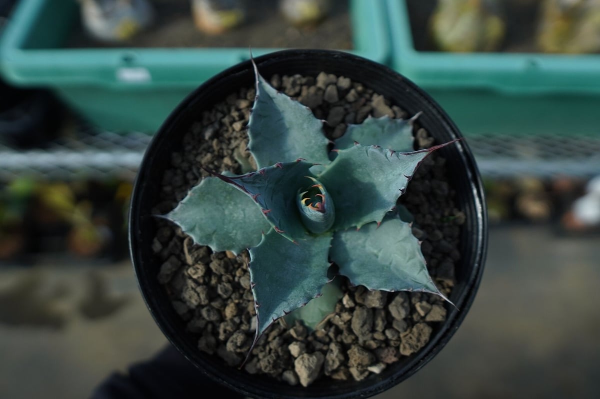 アガベ パラサナ ”トライアンファント” agave parrasana 