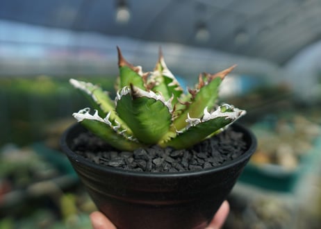 アガベ　チタノタ　レッドキャットウィーズル　Agave titanota Red catweezle　No.3