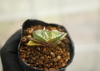 ディッキア Dyckia (reitzii rubra X Arizona) X goehri