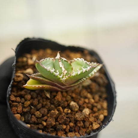 チタノタ | STORES