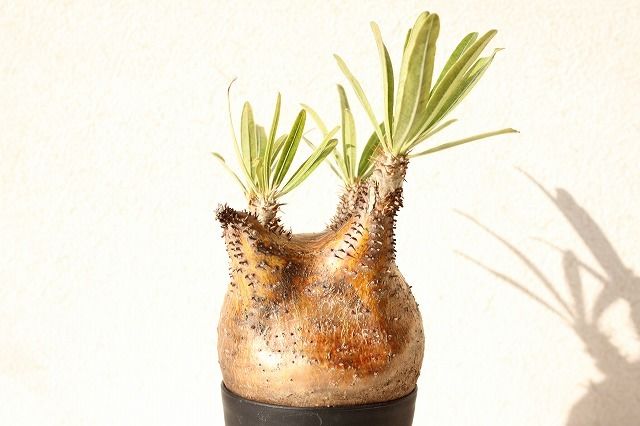 パキポディウム グラキリス Pachypodium gracilius ① Pachypodium Gracilius パキポディウム グラキリス №10 | man