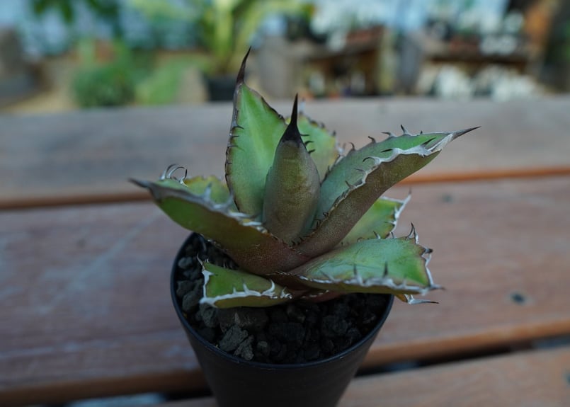 アガベ チタノタ 黒火焔 Agave titanota Black fire | mana' アガベ チタノタ 黒火焔 Agave titanota Black fire | mana'
