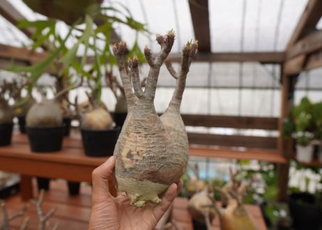 パキポディウム　グラキリス　Pachypodium gracilius　抜き苗　№108