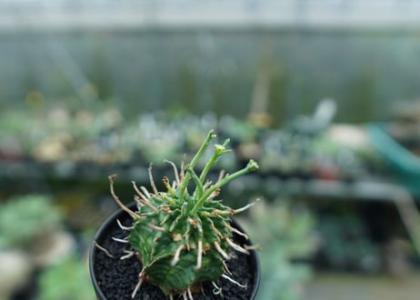 ユーフォルビア　バリダ　Euphorbia valida　No.6